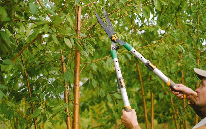 Tree trimming in Wawarsing, NY